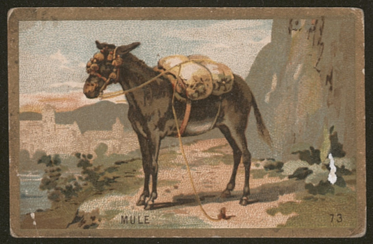 Mule.