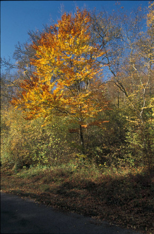 Images numériques (octobre 1996).