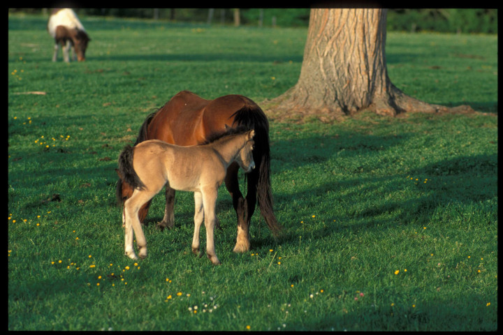 Images numériques (février 1994).