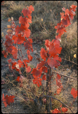 Feuilles d'automne (novembre 1982, octobre 1996).