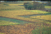 Vignes bourguignonnes (octobre 1996).