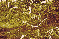 Éparges, après l'assaut du 27 mars.