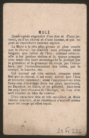 Mule.