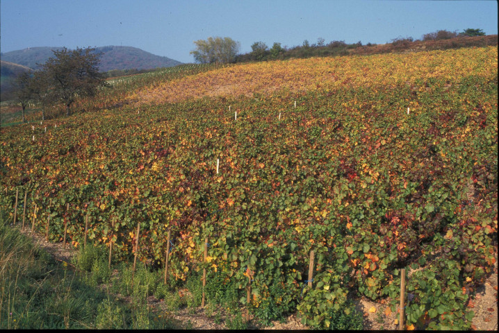 Beaujolais (septembre 1995).