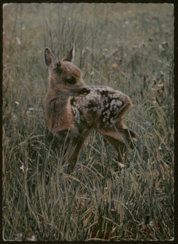 Lyon. Le parc de la Tête d'or, un faon.
