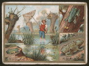 Les amphibiens - planche 60.