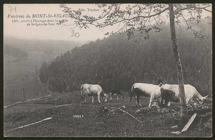 Environs du Mont Saint-Rigaud. Pâturages de la vallée de Saint-Igny-de-Vers.