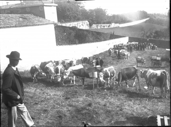 Homme observant les vaches rassemblées dans le pré.