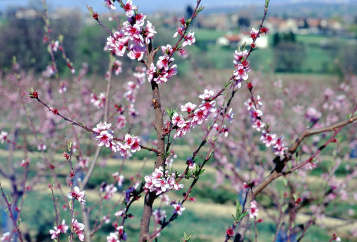 Arbres (décembre 1999, février 2000, mai 2001).