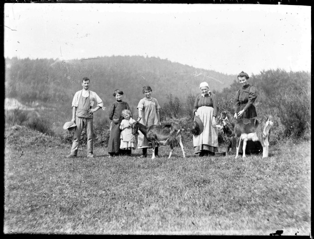 Chèvres et moutons.