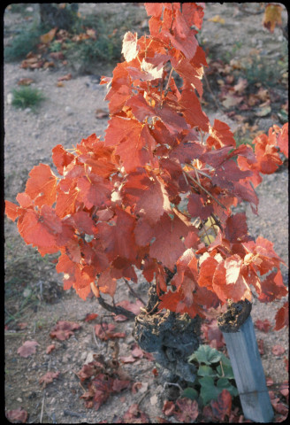 Feuilles d'automne (novembre 1982, octobre 1996).