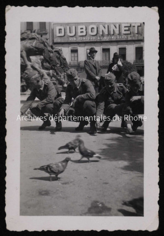 Nourrissage des pigeons