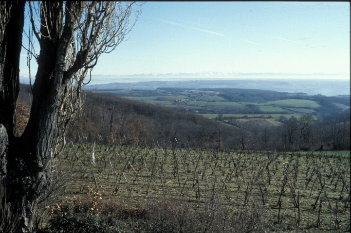 Côte-Rotie (janvier 1994).