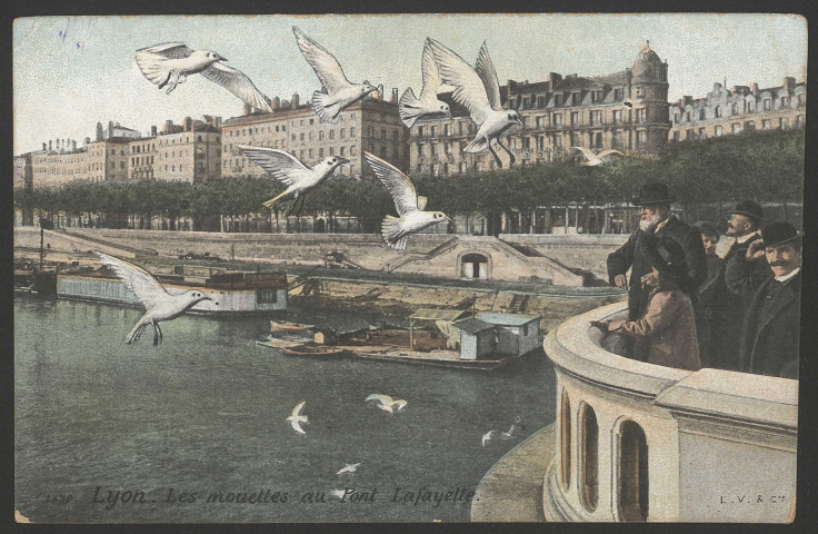 Lyon. Les mouettes au pont Lafayette.