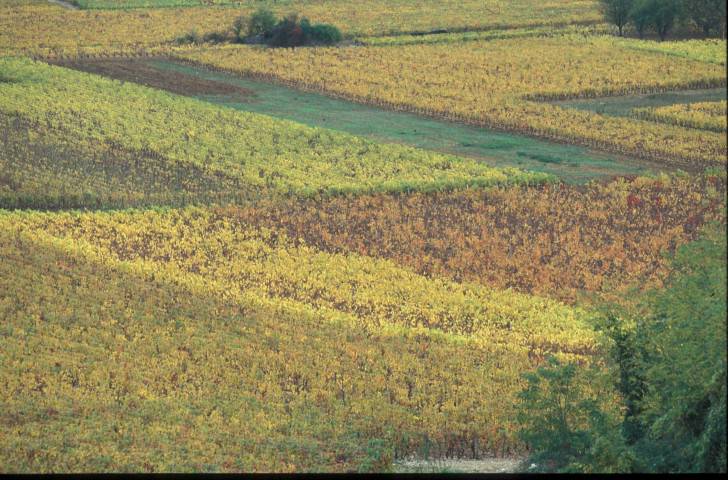 Vignes bourguignonnes (octobre 1996).