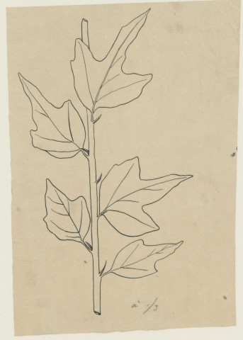 Mûrier tse tcha tse et Niou pitcha, mûrier Pé tcha tse, mûrier à petites feuilles, feuilles de mûrier Sang chou, branche de mûrier Sang chou, Mûrier Niou pi tcha.