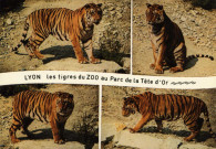 Lyon. Les tigres du zoo au Parc de la Tête d'Or. Vues multiples en mosaïque.