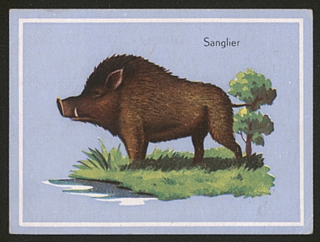 Sanglier.