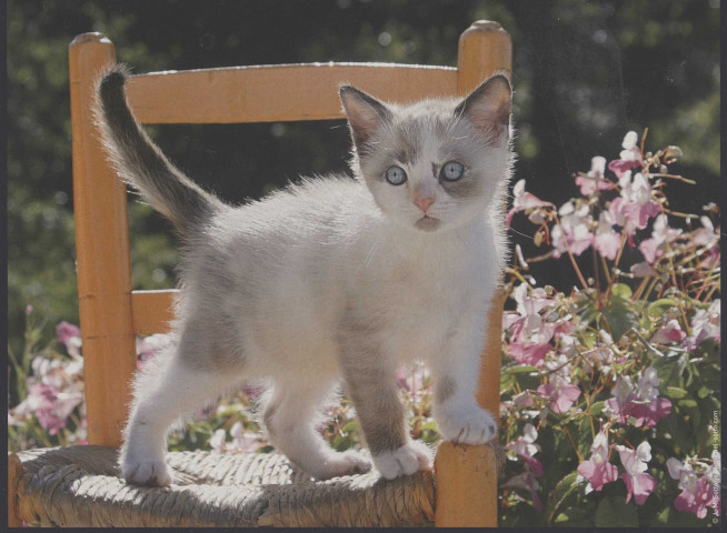 Almanach du facteur 2009.