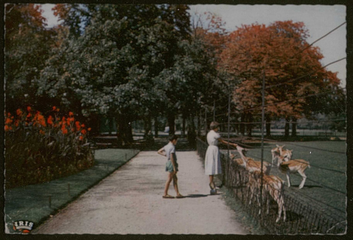 Lyon. Les biches du parc de la Tête d'or.