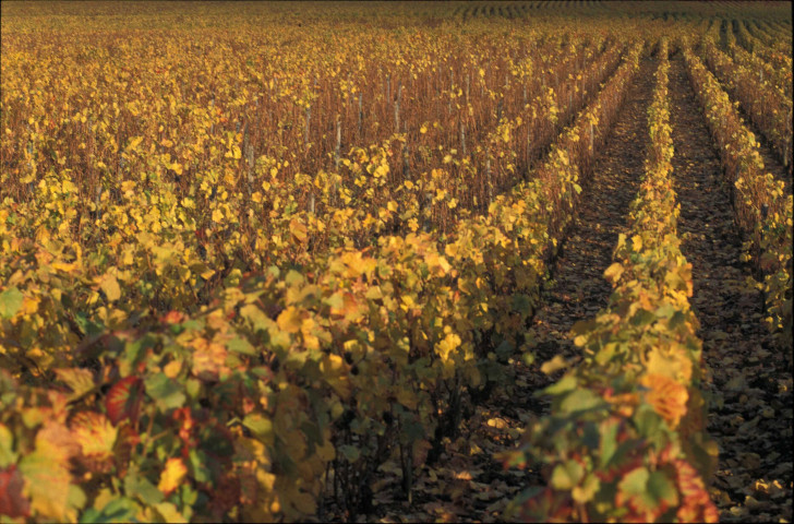 Vignes bourguignonnes (octobre 1996).