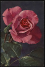 Une rose rose éclose.