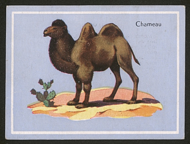 Amanite citrine - Lactaire roux.