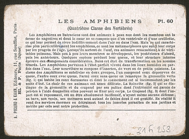 Les amphibiens - planche 60.