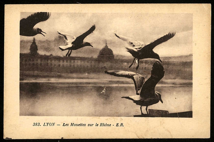 Lyon. Les mouettes sur le Rhône.