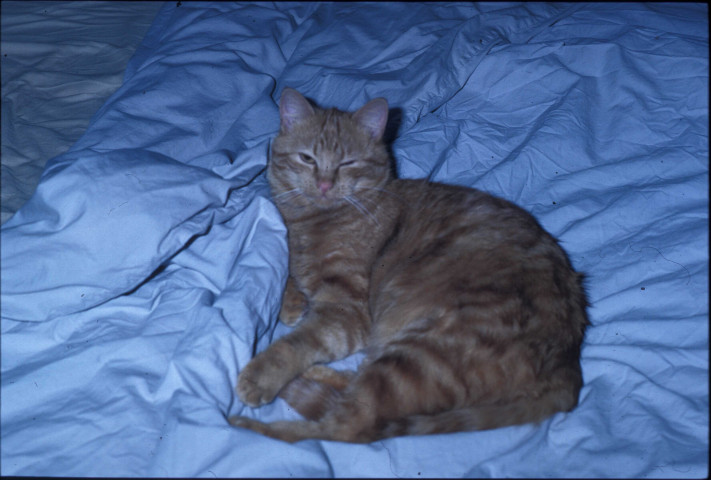 Images numériques (janvier 1978, avril-juillet 1983, juillet 1984).