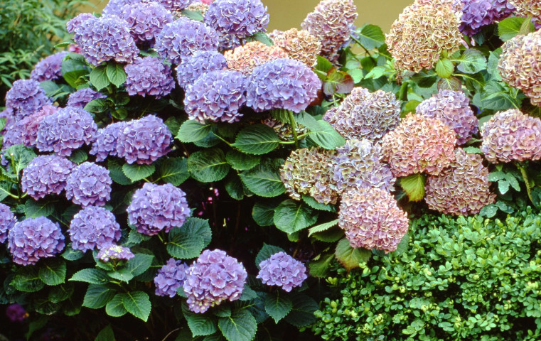 Diapositives (septembre 1982, mai-juillet 1999, juillet 2000).