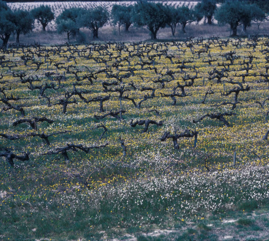 Vignes et oliviers (avril 1984).