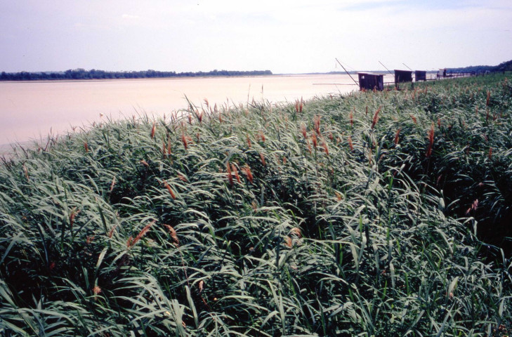 Cabanes de pêcheurs et activité ostréicole (septembre 1999, juin-juillet 2003, juillet 2004, juillet 2005).