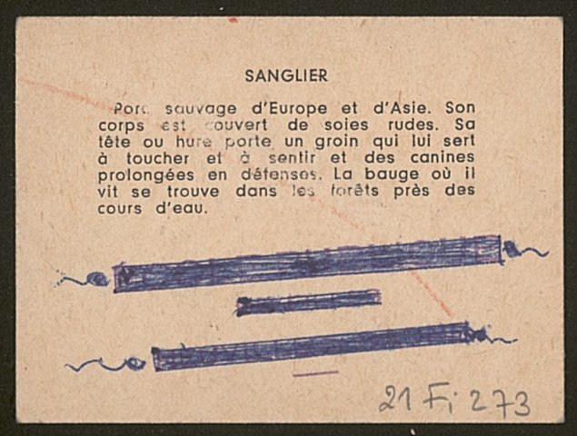 Sanglier.