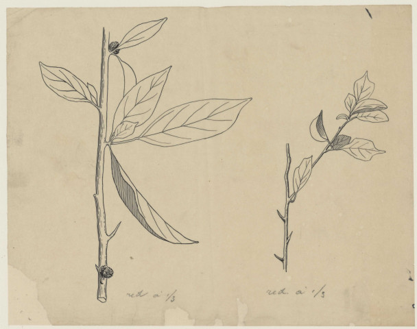 Mûrier tse tcha tse et Niou pitcha, mûrier Pé tcha tse, mûrier à petites feuilles, feuilles de mûrier Sang chou, branche de mûrier Sang chou, Mûrier Niou pi tcha.