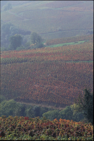 Beaujolais (septembre 1995).