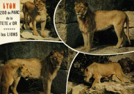 Lyon. Zoo du Parc de la Tête d'Or. Les lions. Vues multiples en mosaïque.