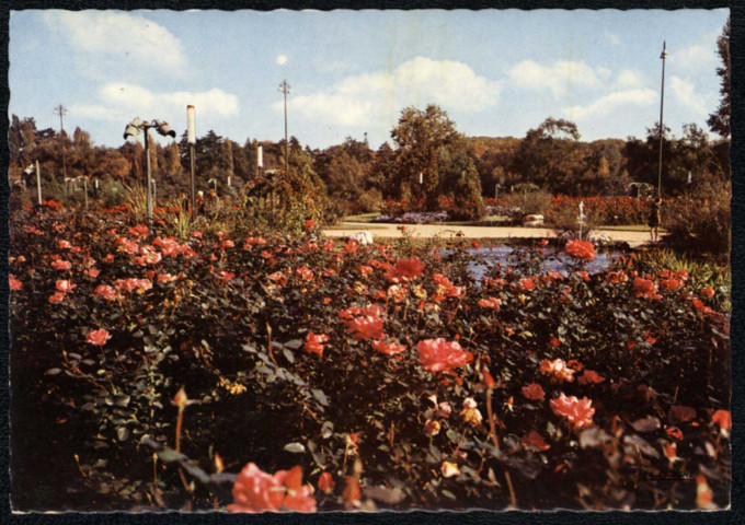 Lyon. La roseraie du parc de la Tête d'Or, l'une des belles d'Europe. Les roses par milliers.