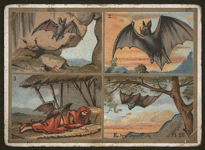 Les carnassiers - planche 28.