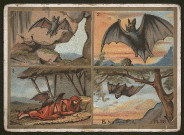 Les carnassiers - planche 28.