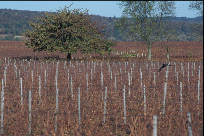 Gevrey-Chambertin (novembre 1995).