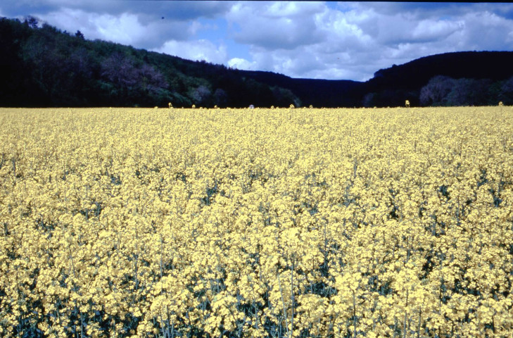 Panoramas (mai 1998, novembre 1999, juillet 2003).