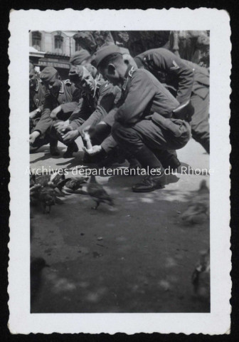 Nourrissage des pigeons